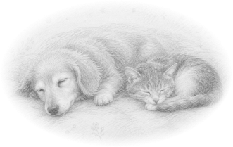 寄り添って眠る犬と猫のイラスト