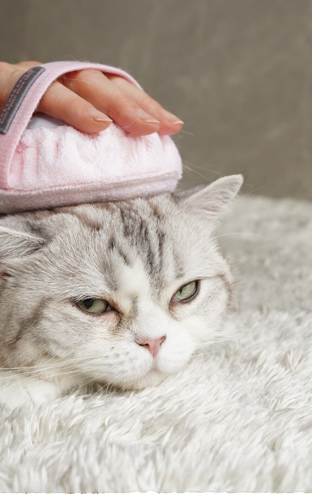 振動パッドでケアを受ける猫