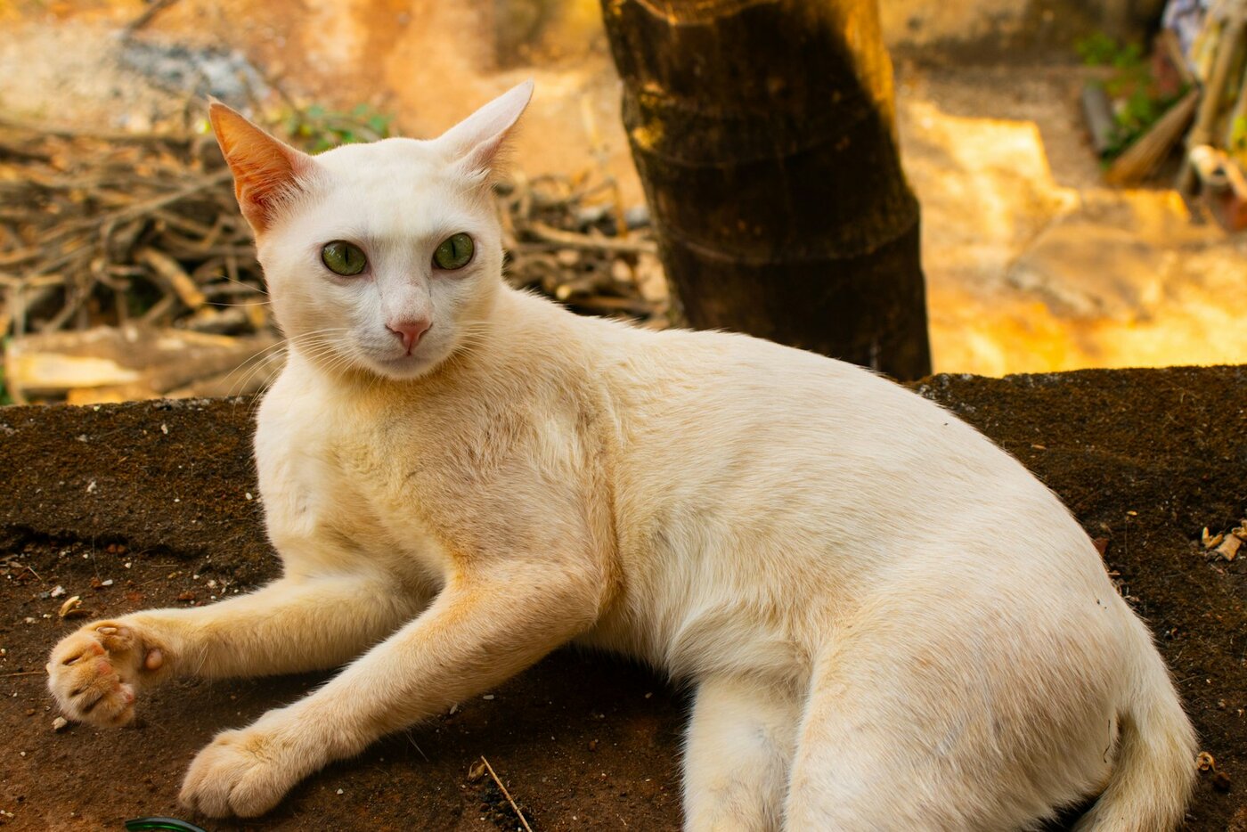 やさしい表情の白猫