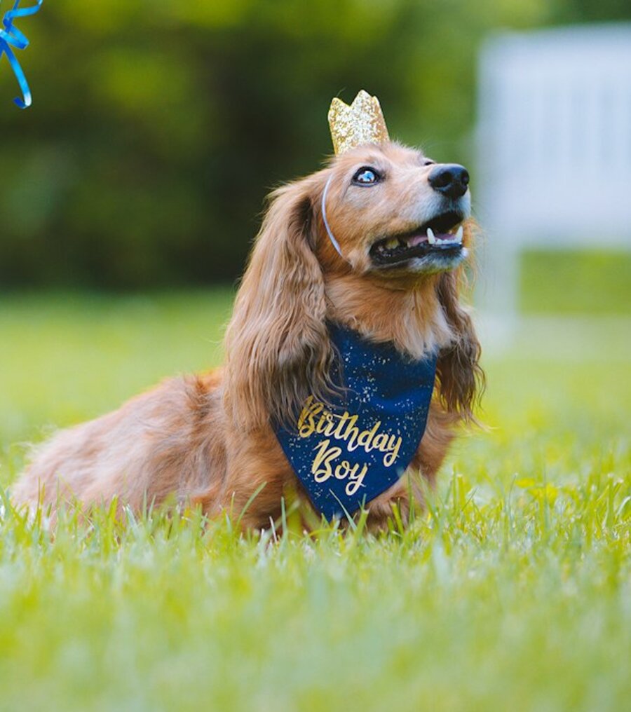 14歳 ワンちゃん