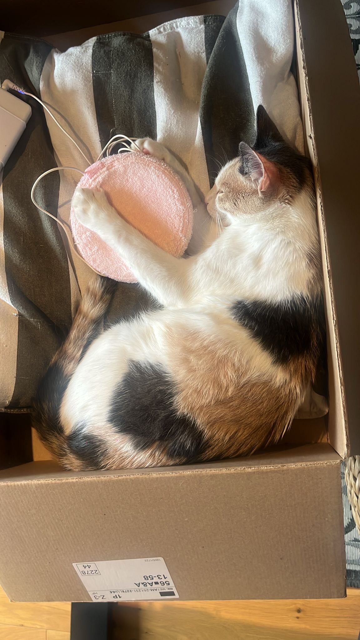 保護猫ちゃん 2匹（ルーマニア出身）